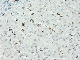 SENP2 Antibody (clone OTI1C4)
