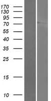 Human LINGO3 Protein (Over-Expression Lysate Myc-DDK (Flag))