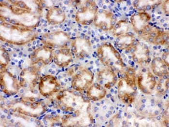 CYP1A1 Antibody