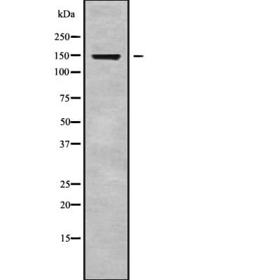 RGS22 Antibody