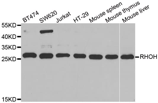 TTF / RHOH Antibody