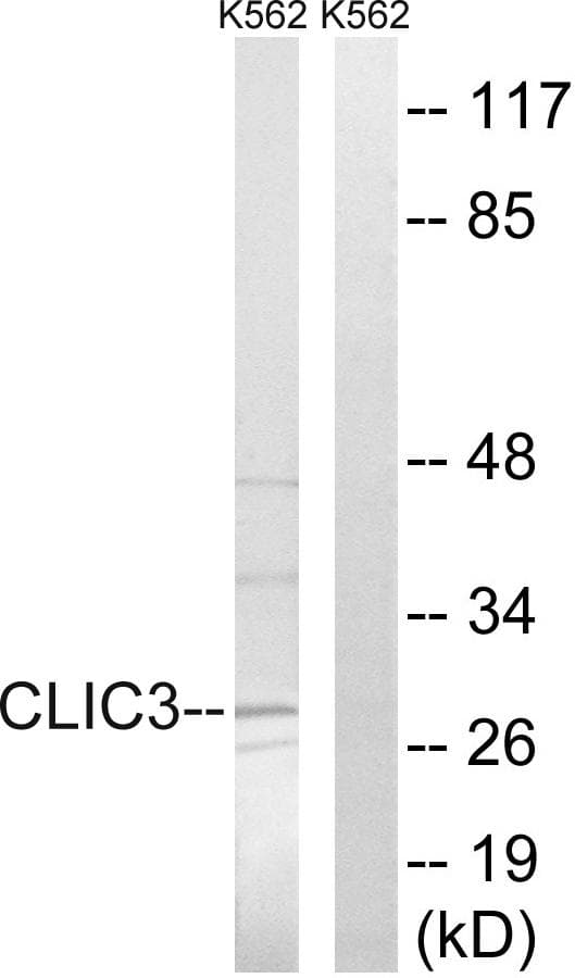 CLIC3 Antibody