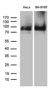 Monoclonal Mouse anti-Human BEGAIN Antibody (clone OTI9F5, aa374-517, WB)