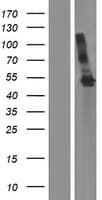 SPHK / SPHK1 Protein (Over-Expression Lysate Myc-DDK (Flag))