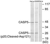 IHC-plus™ CASP5 / Caspase 5 Antibody (aa102-151)