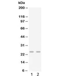 CXCL3 / GRO Gamma Antibody