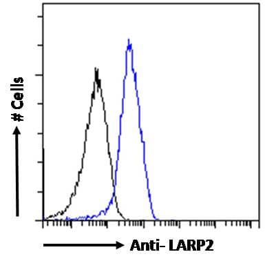 LARP1B Antibody (aa553-566)