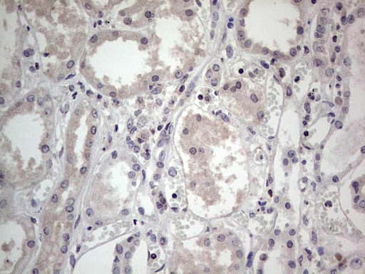 SNX12 Antibody (clone OTI3A4)