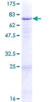Human GCNT1 / C2GNT Protein (Recombinant GST)