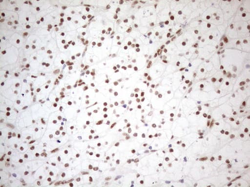 WTAP Antibody (aa2-106, clone OTI12G7, Carrier-free)