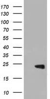 PEBP1 / RKIP Antibody (clone OTI2D4)