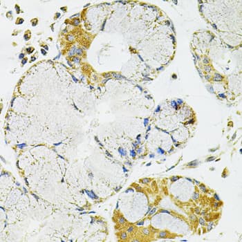PPP1CA / PP1-Alpha Antibody