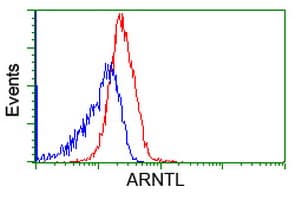 ARNTL / BMAL1 Antibody (clone OTI1D1)