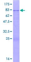 Human FAAH2 Protein (Recombinant GST)