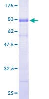 Human SKAP2 / SCAP2 Protein (Recombinant GST)