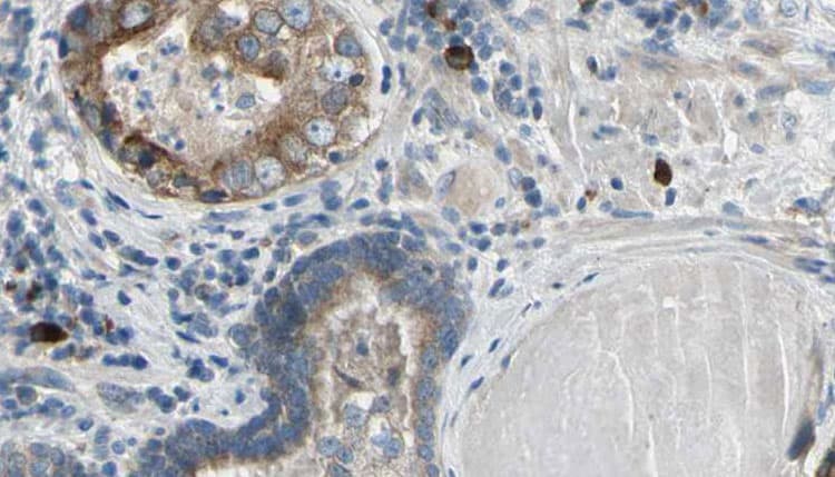 RNF41 Antibody