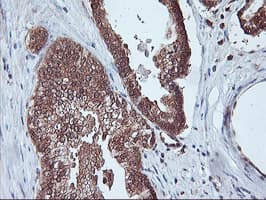 PSMA4 Antibody (clone OTI5D8)