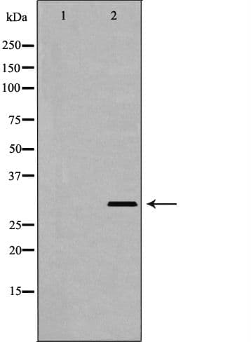 PSMF1 Antibody