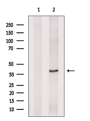 Polyclonal Rabbit anti-Human DUSP11 Antibody (WB)