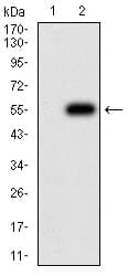 CHRND Antibody (clone 1H1F9)