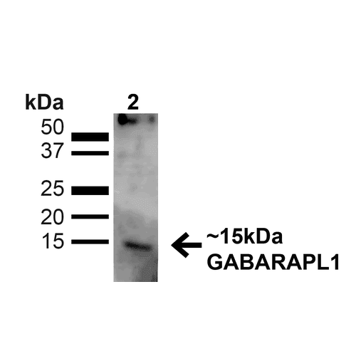 GABARAPL1 / ATG8 Antibody (Biotin)