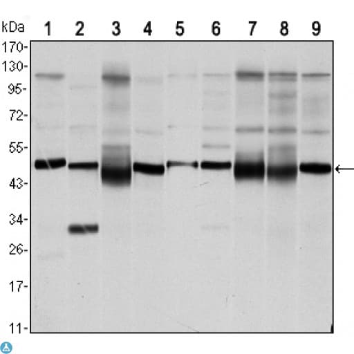 Monoclonal Mouse anti-Human FOXD3 Antibody (WB)