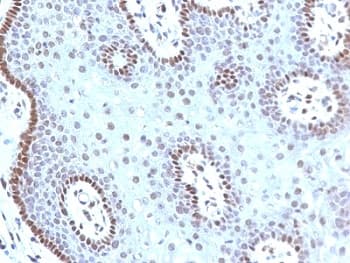 MYC / c-Myc Antibody (clone MYC909, Ready-to-Use)