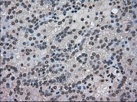 NEK6 Antibody (clone OTI8G5)