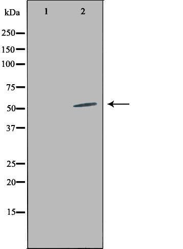LILRA2 / CD85h / ILT1 Antibody