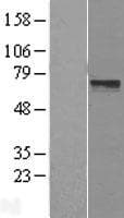 LRRTM3 Protein (Over-Expression Lysate Myc-DDK (Flag))