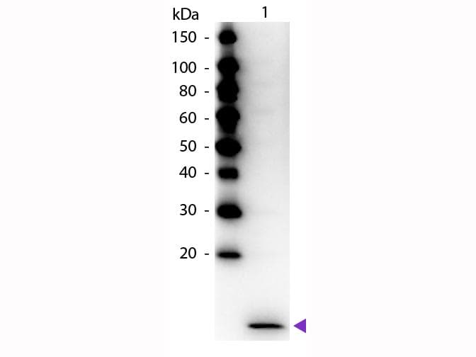 CCL20 / MIP-3-Alpha Antibody (HRP)