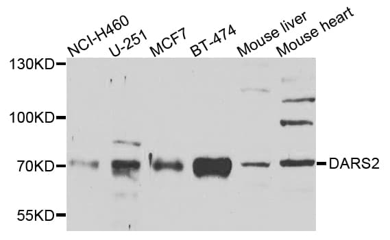 DARS2 Antibody