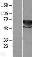 TKT / Transketolase Protein (Over-Expression Lysate Myc-DDK (Flag))