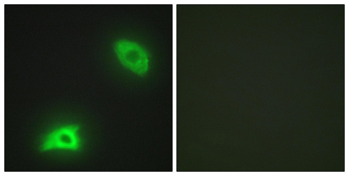 DUSP6 / MKP3 Antibody