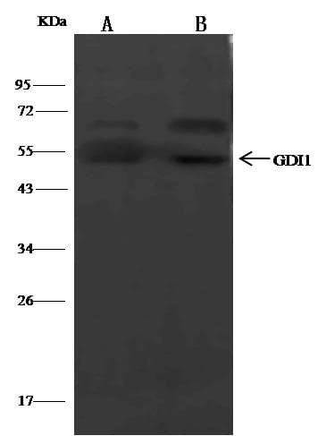 GDI1 Antibody (Preservative Free)