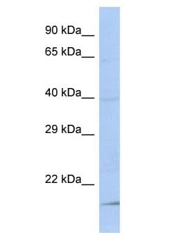 FAM210B Antibody (aa2-51)