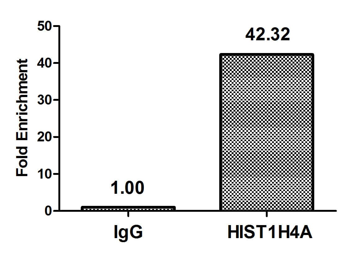 HIST1H4I Antibody