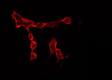 DUS2 / DUS2L Antibody