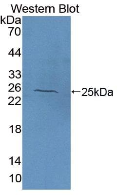 NAGA Antibody (aa18-217)