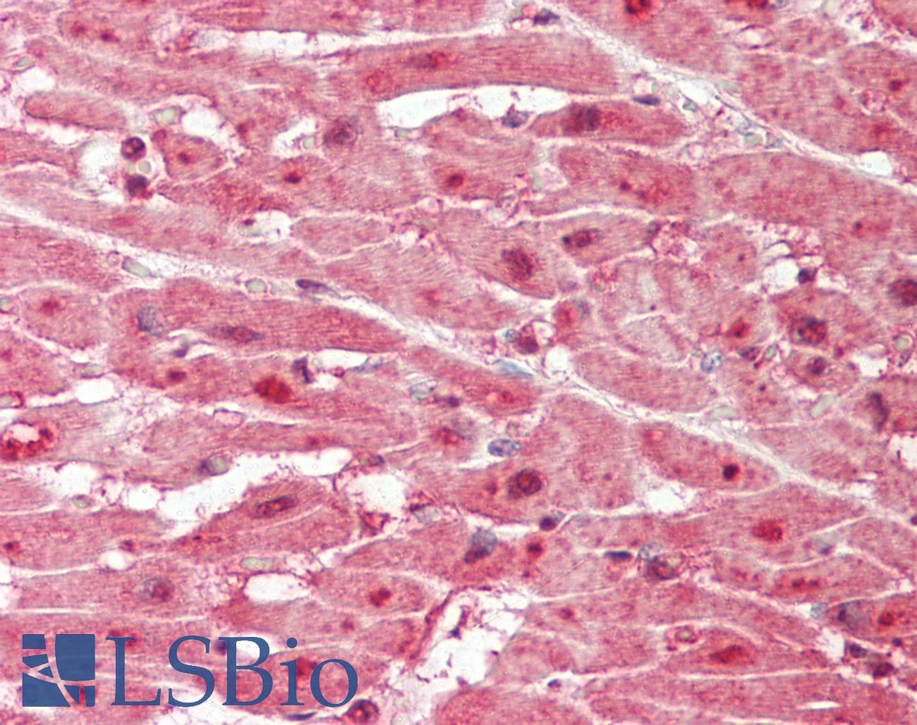 MYB / c-Myb Antibody (aa26-75)