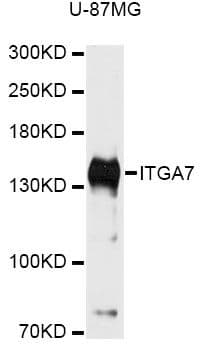 Polyclonal Rabbit anti-Human ITGA7 / Integrin Alpha 7 Antibody (WB)