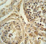 POC1B / WDR51B Antibody (aa321-350)