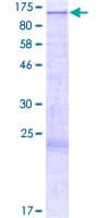 Human FAM47A Protein (Recombinant GST)