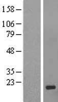 GCSAML / C1orf150 Protein (Over-Expression Lysate Myc-DDK (Flag))