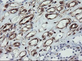TMEM173 / STING Antibody (clone 4.00E+12, Carrier-free)