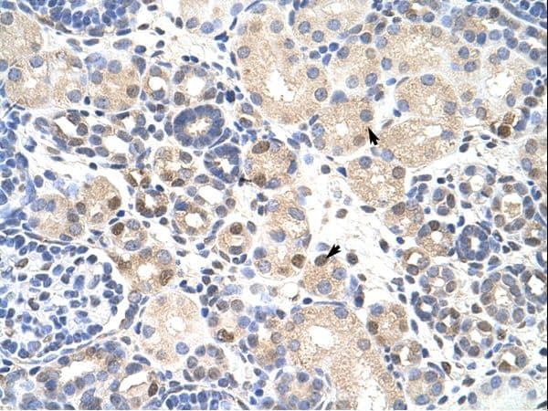 TDP-43 / TARDBP Antibody (N-Terminus)