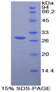 Human PTPRM / PTP Mu Protein (Recombinant His-T7)
