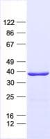 Human MAGEB3 Protein (Recombinant His, N-Terminal)