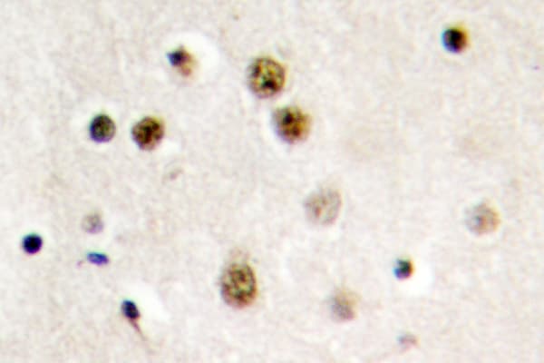 TSN / Translin Antibody (Glu121)