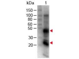 Goat Anti-Rat IgG Secondary Antibody (Biotin)